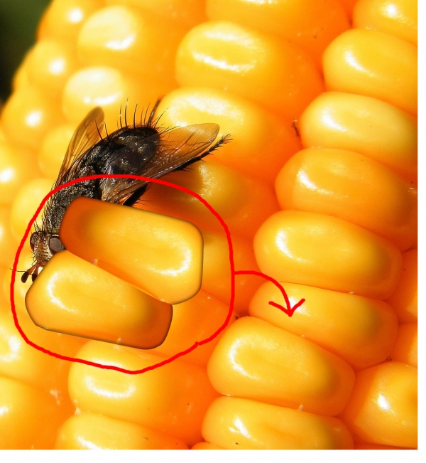 Creation of Corn alien with pet fly: Step 1